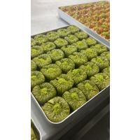 FISTIK SARMA YUFKASI  